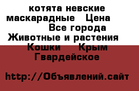 котята невские маскарадные › Цена ­ 18 000 - Все города Животные и растения » Кошки   . Крым,Гвардейское